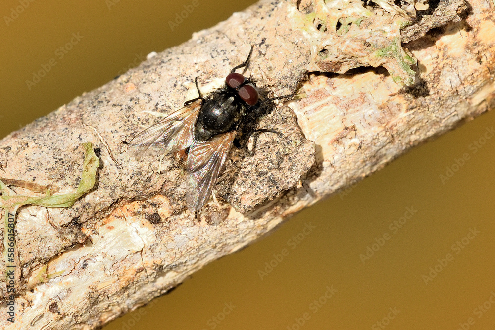 mosca doméstica (Musca domestica) mosca doméstica (Musca domestica)