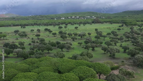 Aerial drone top view of wild olive trees in a green field in the andalusian countryside of Cadiz