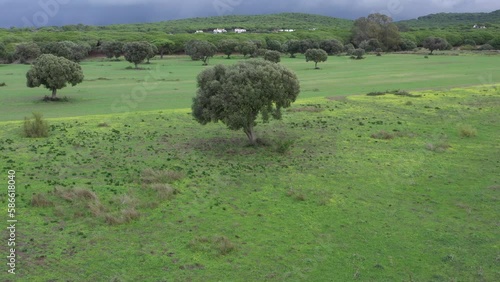 Aerial drone top view of wild olive trees in a green field in the andalusian countryside of Cadiz