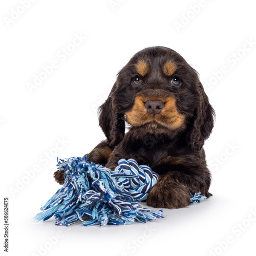 Adorable choc and tan English Coclerspaniel dog puppy, laying down facing front with toy. Looking towards camera, isolated on a white background. photo