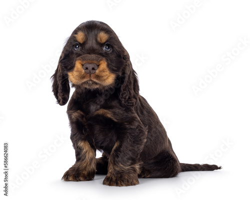 Adorable choc and tan English Coclerspaniel dog puppy, sitting up side ways. Looking towards camera, isolated on a white background. photo