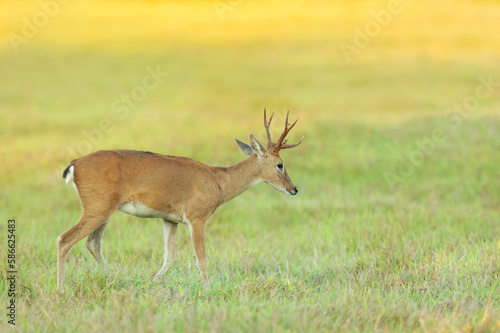 Fototapeta Naklejka Na Ścianę i Meble -  Pampas deer grazing at sunset