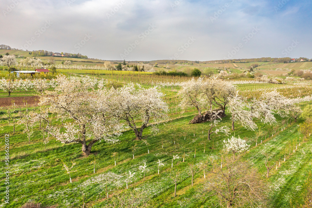 Naklejka premium Bird's-eye view of blossoming cherry trees in Wiesbaden-Frauenstein - Germany in the Rheingau
