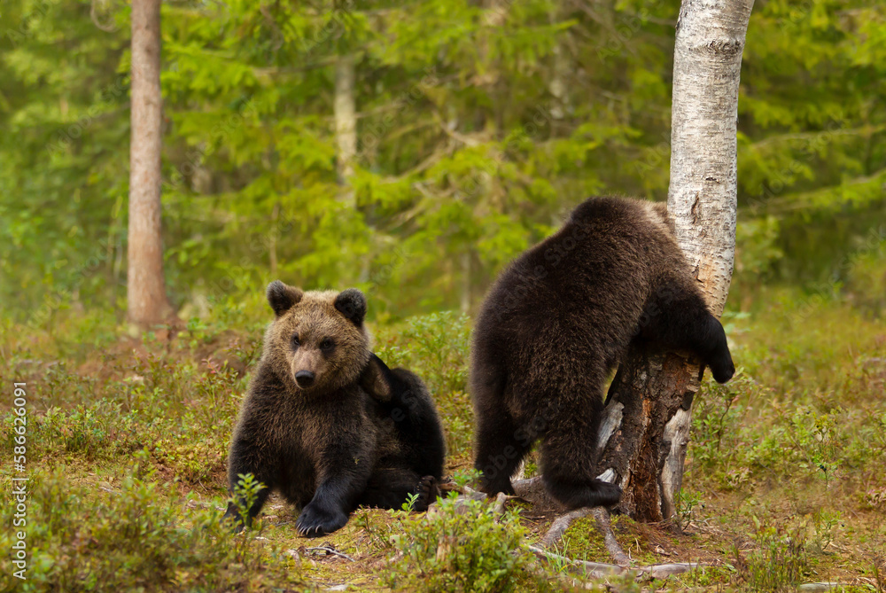 Close up of playful European brown bear cubs in a forest Close up of playful European brown bear cubs in a forest