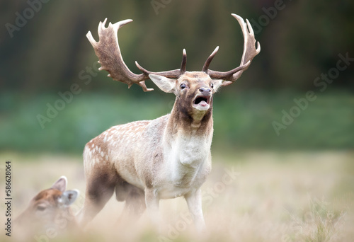 Fallow deer stag calling during the rut in autumn photo