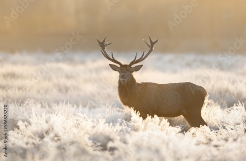 Red deer stag standing on a frosted grass in winter