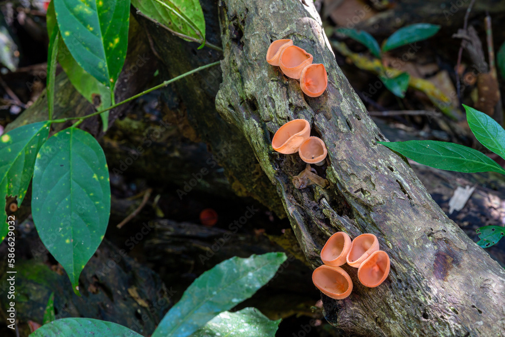 Mushrooms in the rainforest of Doi Inthanon National Park, Thailand Mushrooms in the rainforest of Doi Inthanon National Park, Thailand