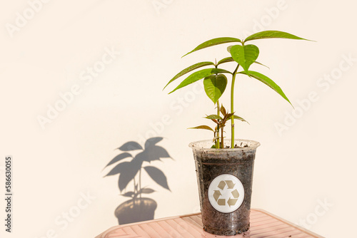 Plant seeds in used plastic cups. Recycling concept. to reduce waste to zero and reforestation to solve the problem of global warming