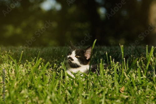 Baby cat in summer yard with mustache on kitten face.