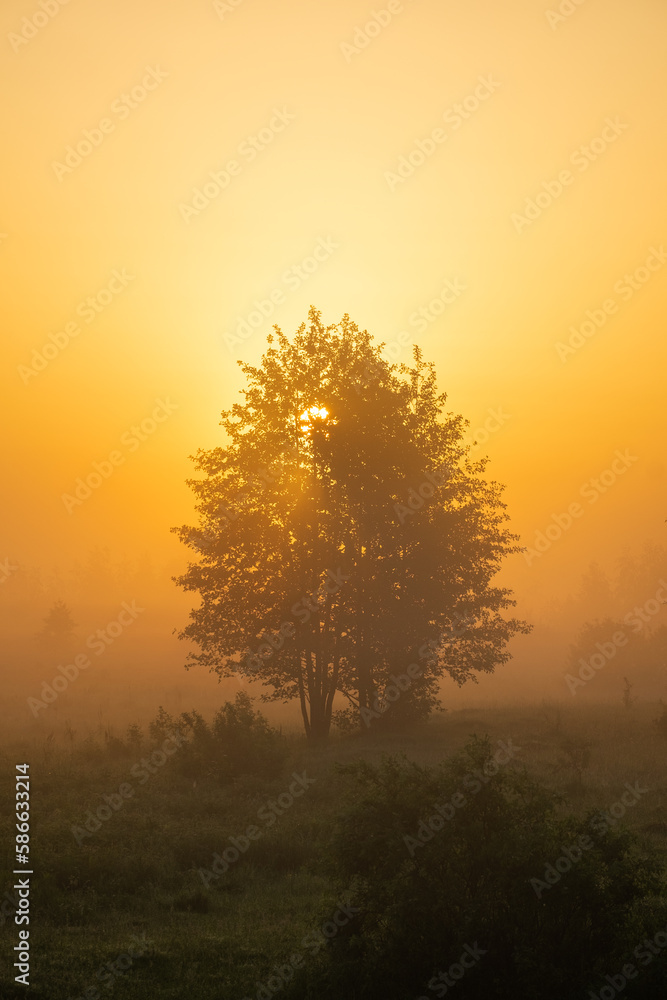 Obraz premium tree in the fog