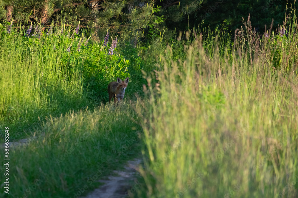 fox in the forest fox in the forest