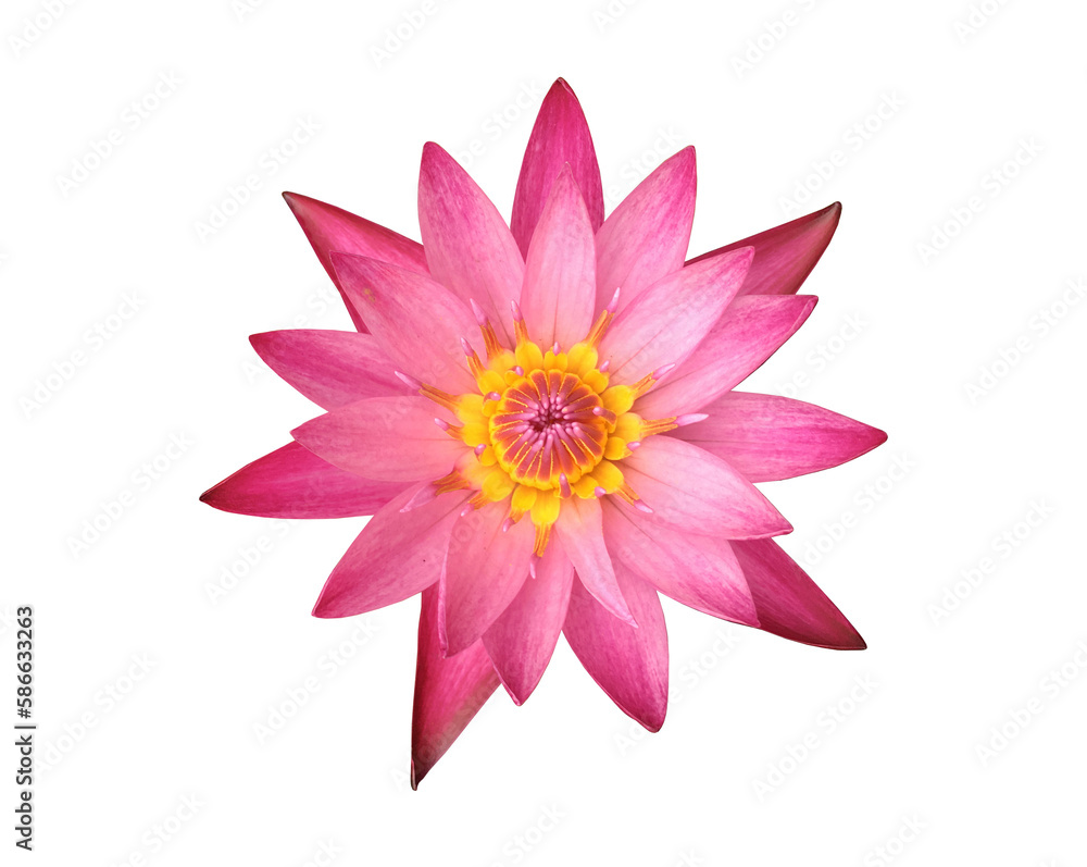 Isolated pink tropical lotus or waterlily flower with clipping paths.
