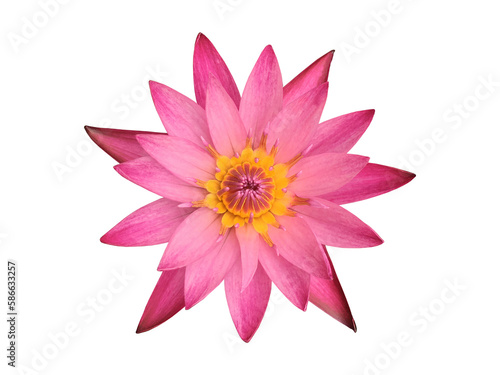 Isolated pink tropical lotus or waterlily flower with clipping paths.