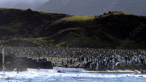 king penguin colony with chicks on island