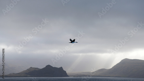Shag, bird in flight