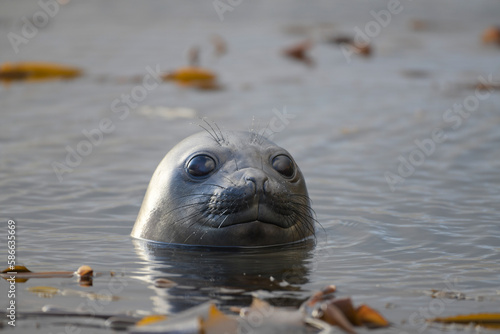 Seal swimming in water.