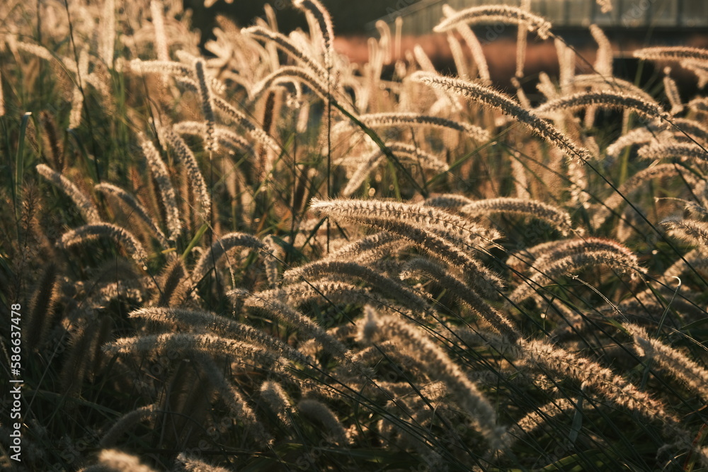 grass in the wind grass in the wind