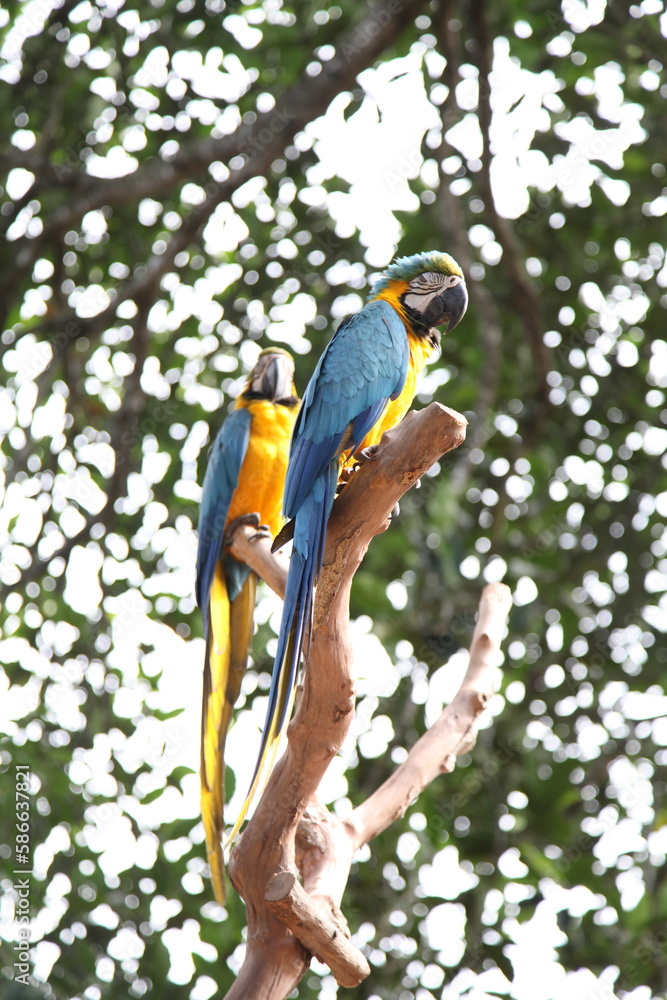 Obraz premium bird on a tree