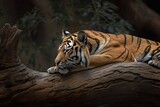 Bengal Tiger in Wild Nature: Sleeping Predator Felino Catching Some Shut-Eye On a Generative Branch: Generative AI