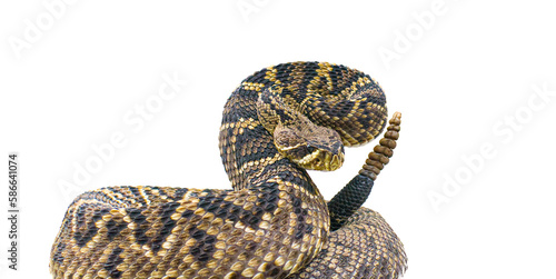 the king of all rattlesnake in the world, Eastern Diamondback rattler - Crotalus Adamanteus - in strike pose facing camera. isolated cutout on white background. 9 rattles and one button photo