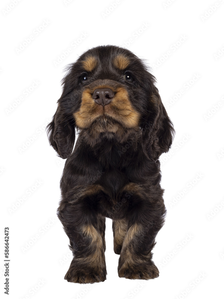 Adorable choc and tan English Coclerspaniel dog puppy, standing up facing front. Looking towards camera, isolated cutout on a transparent background. Adorable choc and tan English Coclerspaniel dog puppy, standing up facing front. Looking towards camera, isolated cutout on a transparent background.