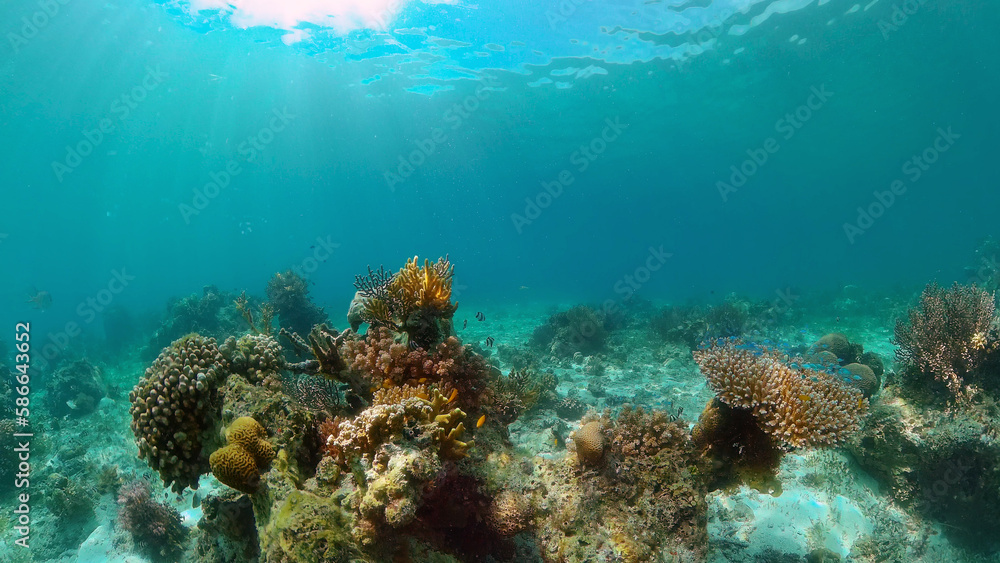 Colourful tropical coral reef. Scene reef. Marine life sea world. Philippines.