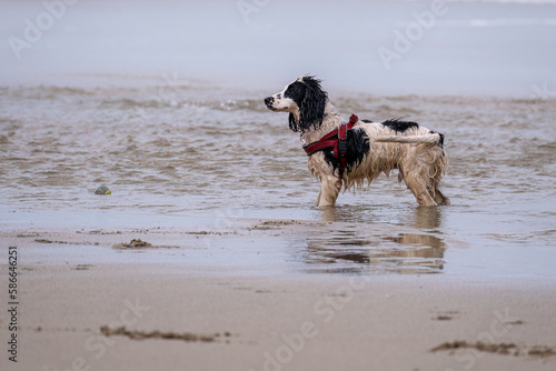 dog having fun on the beach 