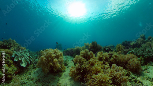 Tropical fishes and coral reef at diving. Underwater world with corals and tropical fishes. Philippines. © Alex Traveler