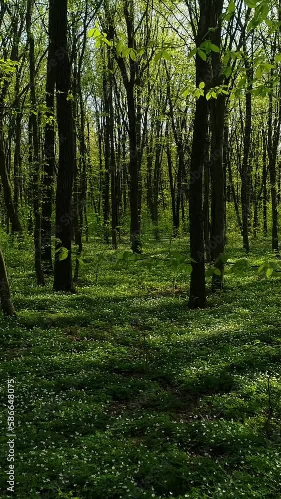 Vertical video. The earth is covered with blooming flowers corydalis cava. There are almost no leaves on the trees. Drone flight close to the ground. Rays of low sun.