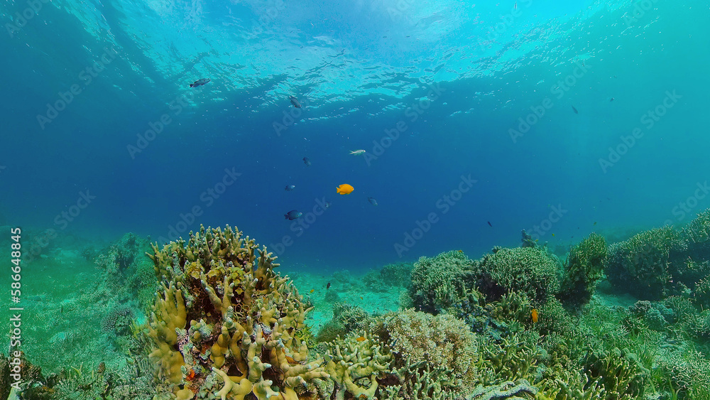 The Underwater World of the with Colored Fish and a Coral Reef. Tropical reef marine. Philippines.