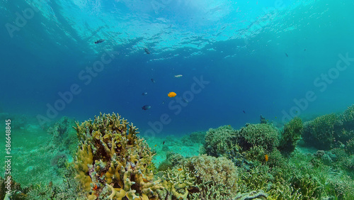 Fototapeta Naklejka Na Ścianę i Meble -  The Underwater World of the with Colored Fish and a Coral Reef. Tropical reef marine. Philippines.