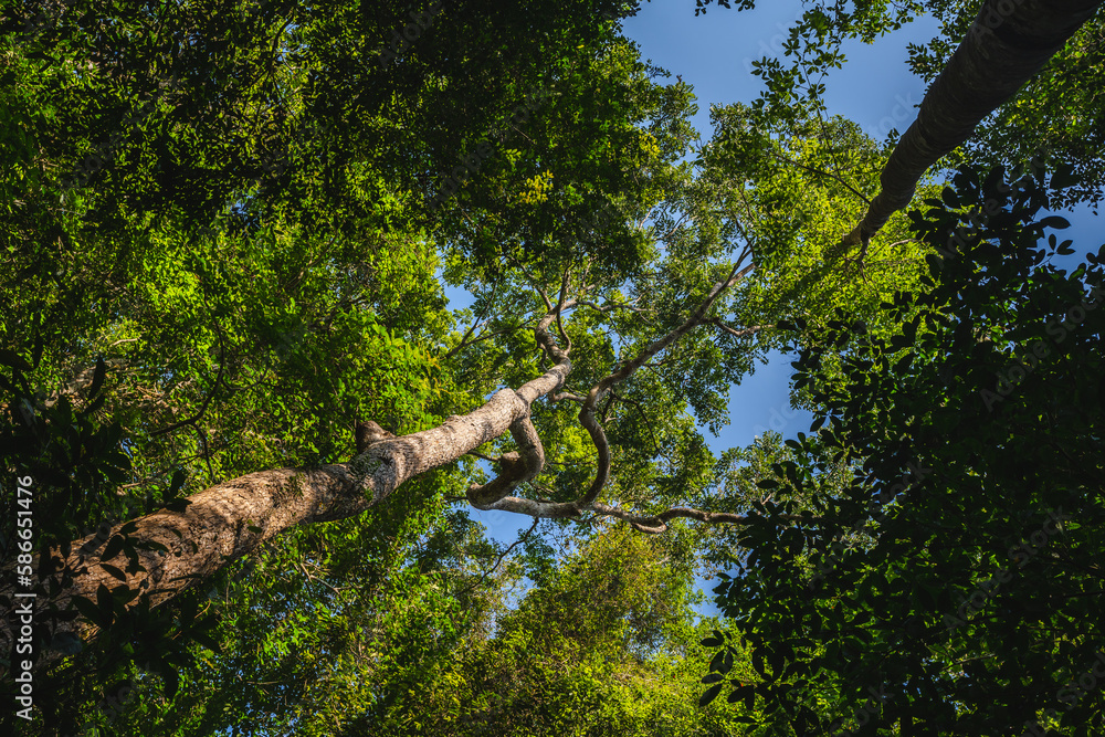 Fototapeta premium Earth Day eco concept with tropical forest background, natural forestation preservation scene with canopy tree in the wild, concept on sustainability and environmental renewable