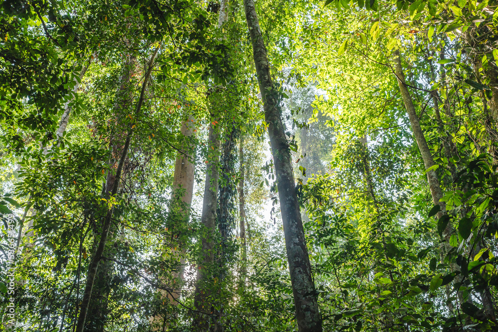 Earth Day eco concept with tropical forest background, natural forestation preservation scene with canopy tree in the wild, concept on sustainability and environmental renewable Earth Day eco concept with tropical forest background, natural forestation preservation scene with canopy tree in the wild, concept on sustainability and environmental renewable