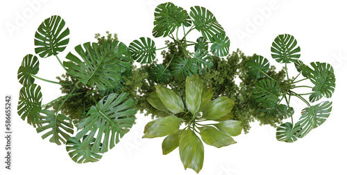 Monstera plant and plant collection PNG file top view, 3d illustration rendering 