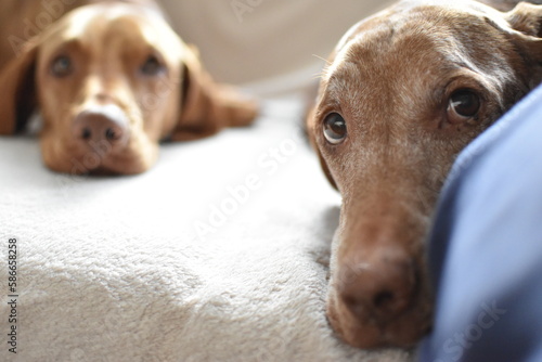 Photos Older Vizsla and her younger friend.