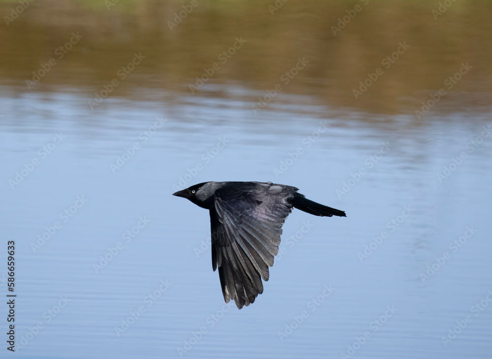 Jackdaw, Corvus monedula Jackdaw, Corvus monedula