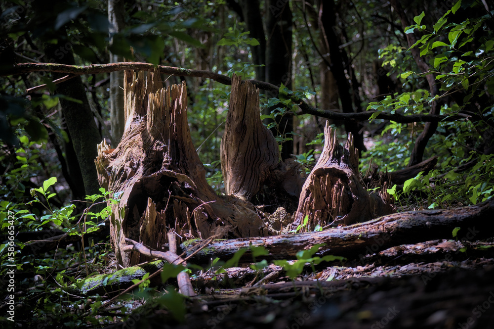 Beautiful green enchanted forest. Creepy figure in a forest. Beautiful green enchanted forest. Creepy figure in a forest.