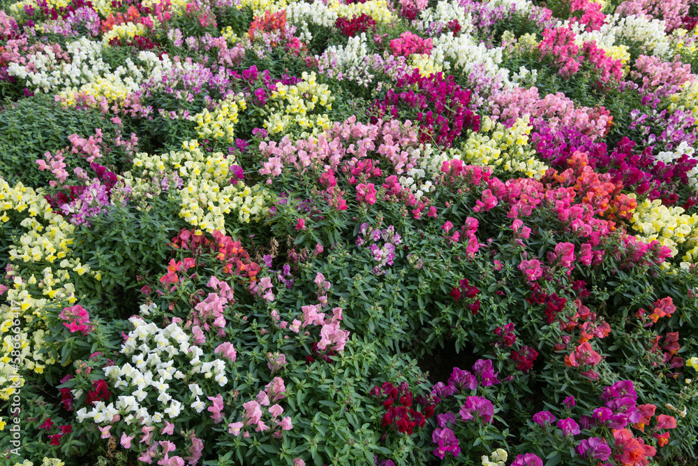 Garden with coloful flowers in springtime 