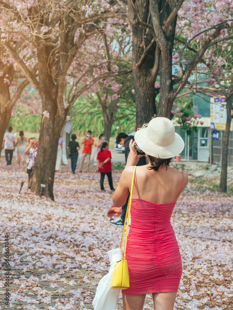 Back view of woman in pink dress wears straw hat and uses her phone to take a picture of the scenery of beautiful pink trumpet tree blooming and falling on ground like the pink road. Outdoor relaxing.