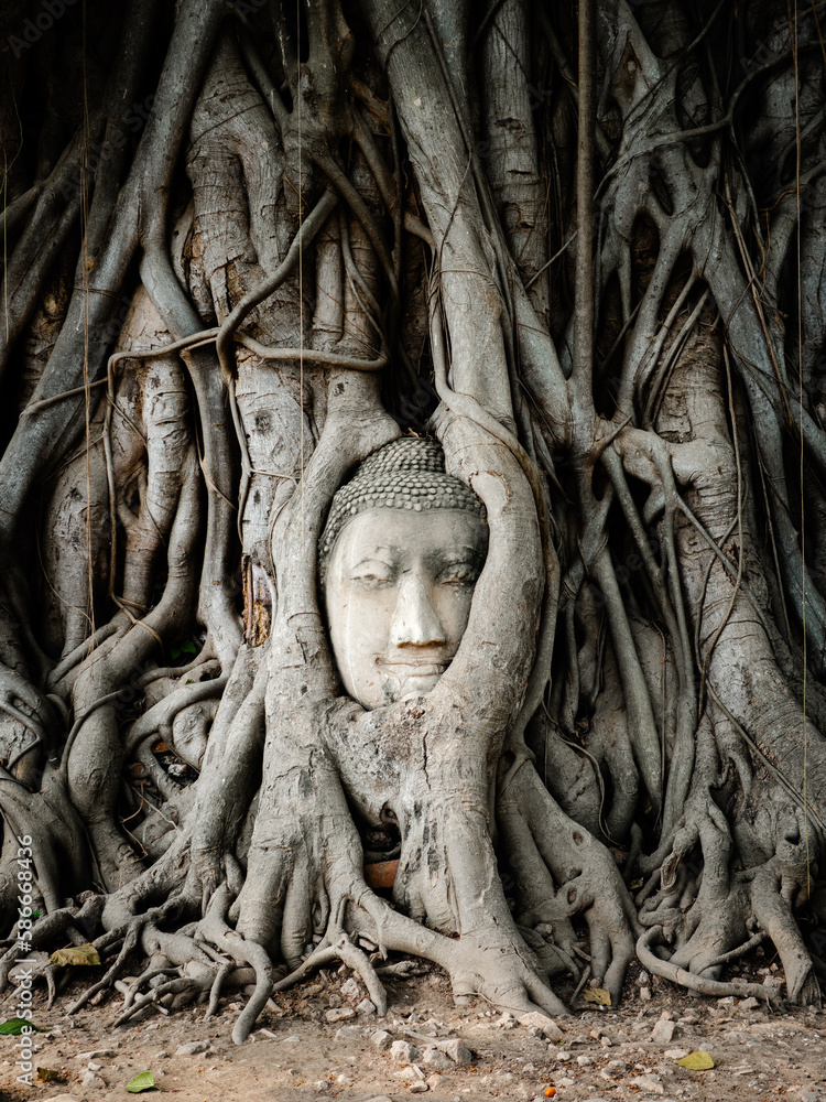 Buddha head in banyan tree roots at Wat Mahathat temple in Ayutthaya Historical Park, Thailand. 