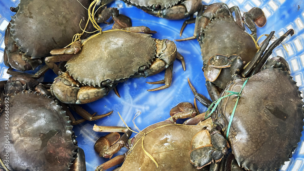 Fresh mud crabs are sold at the seafood market Fresh mud crabs are sold at the seafood market