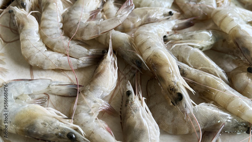 Fresh raw tiger white shrimp or prawns