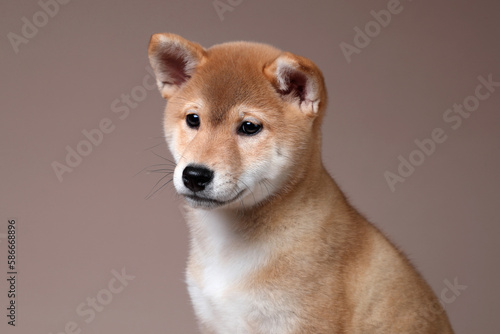 Cute fluffy shiba inu puppy, close-up portrait
