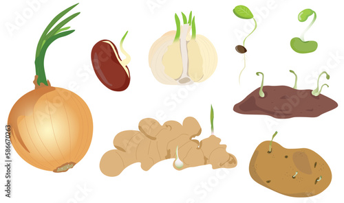 Set of spouting vector illustration. Sprouting onions, sprouting garlic bulbs, seed, potato, sweet potato, bean, ginger root.  Sprouted. 3D cartoon vector. Issolated on white background.