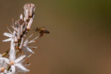 A honey bee flight on asphodelus plant. Apis mellifera