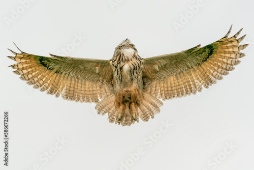 A beautiful, huge European Eagle Owl (Bubo bubo) in flight before attack. Action wildlife scene from nature in the Netherlands. Green background.                                      © Albert Beukhof