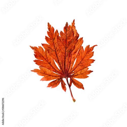 Autumn Leaf Png Images Transparent
