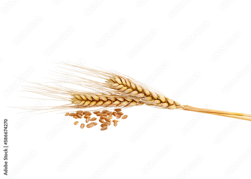 ears of wheat and wheat on a white background - obrazy, fototapety, plakaty 
