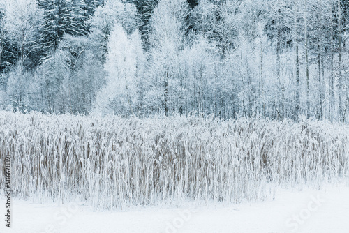 Winter Wonderland of Frozen Beauty