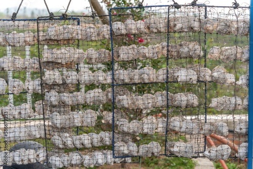 A pearl farm in operation in Ha Long city, Vietnam. Pearls are grown at this pearl farm. This process can take up to ten years. photo